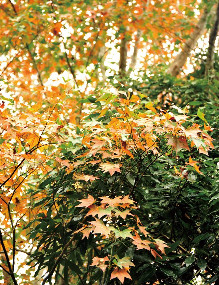 Enjoy scenic views along trails