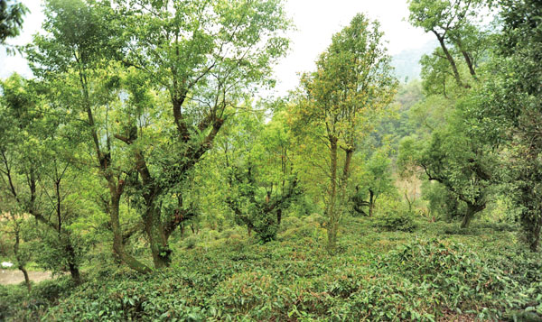 Most high-altitude mountain teas are cultivated in Tauyuan.