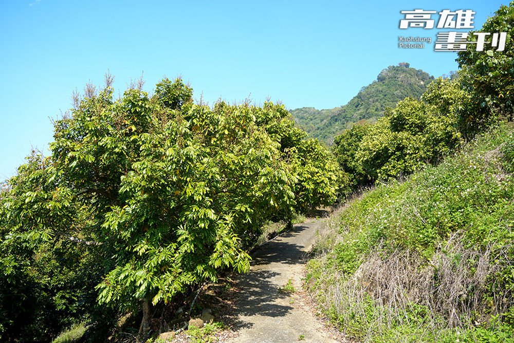 卡爾波農莊的咖啡園以友善環境的方式種植，力慧雯上山巡視時常常看見小動物。(攝影/Cindy Lee)