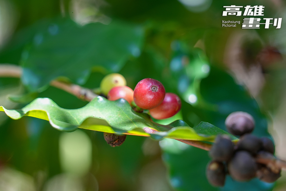 咖啡樹種於龍眼樹下，以阿拉比卡品種的肯亞SL34和鐵比卡(Typica)為主。(攝影/Cindy Lee)