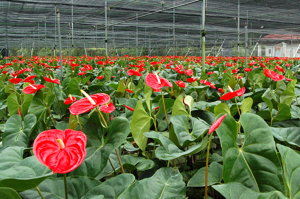 火鶴花屬於網室栽培，一年四季都開花。（照片提供／真美花園）