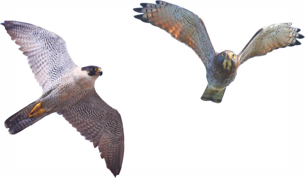 Photos courtesy of Kaohsiung Wild Bird Society