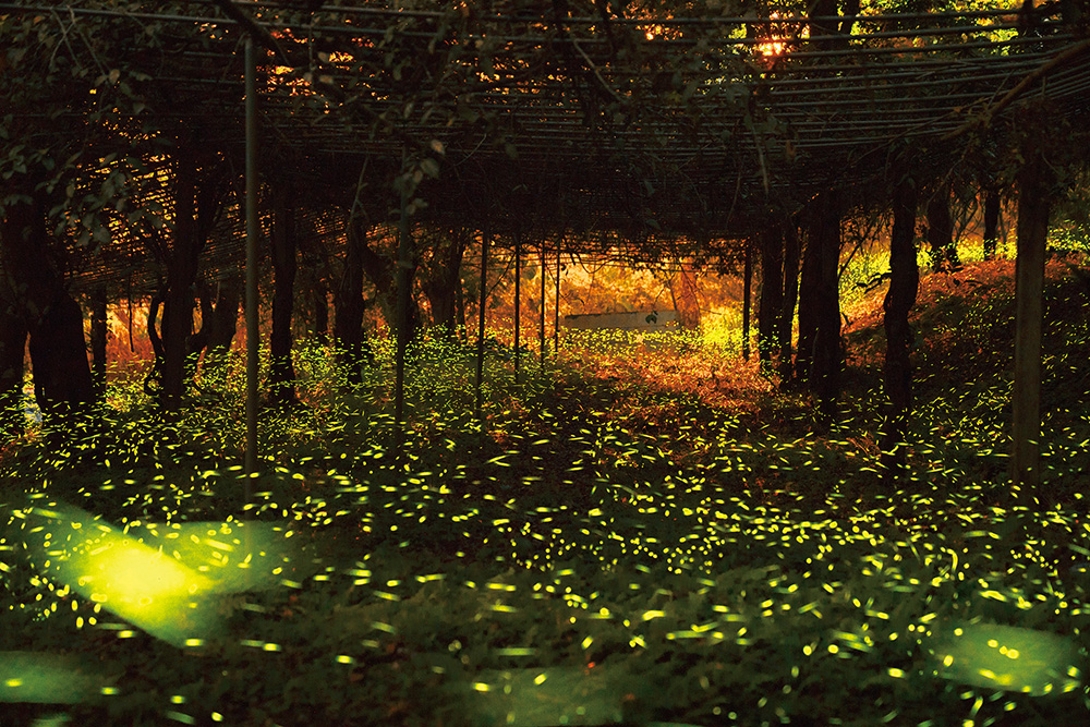 Photos by Lin Yi-shiuan