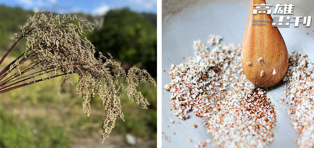  （左）過去認為油芒只是鳥兒的食物，最新研究發現其營養價值不輸稻米與小米而重新被注意。（右）小小的油芒在熱鍋裡翻跳。。(左：圖片提供/萬山社區發展協會；右：攝影/Carter)