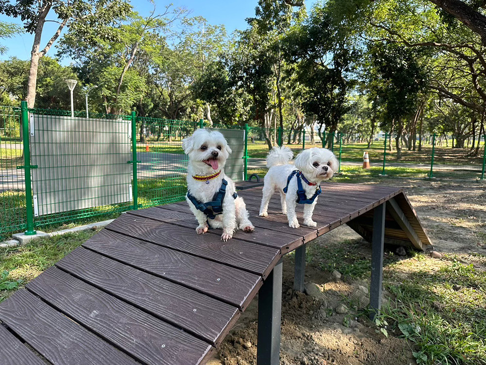 仁武寵物犬活動區設置的獨木橋讓毛孩自由玩耍。(圖片提供/高雄市政府工務局公園處)