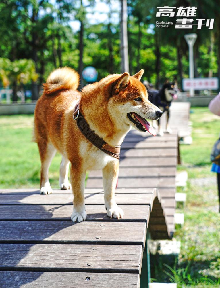 中正公園寵物活動區內設置波浪板、涵洞跳台等多樣化的趣味設施。(攝影/曾信耀)