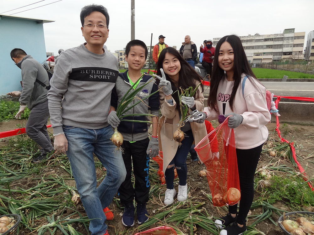 往年盛產季節，林園區會舉辦洋蔥節開放大家來參與採收洋蔥。(圖片提供/林園區區公所)