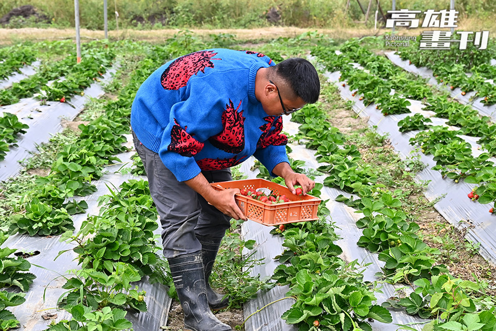 早上到草莓園採收之後，開始選果裝盒，然後還要送貨，「自耕農」從字面上來看，真的是吳禹宏的真實寫照。(攝影/Carter)