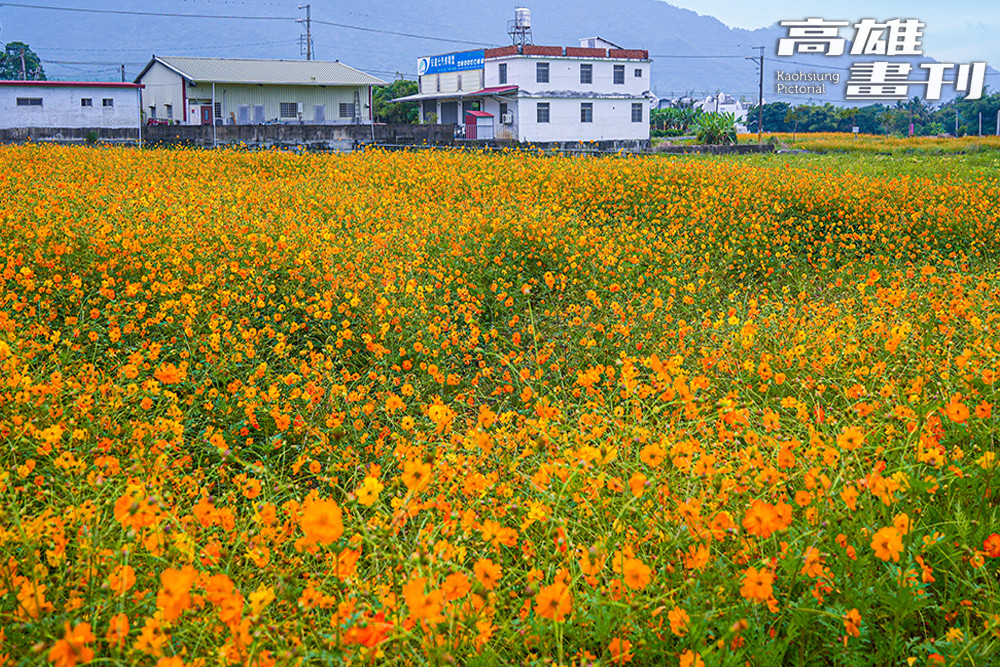 百日草、向日葵與波斯菊交織成色帶，如同大地鋪好的迎賓地毯。(攝影/Cindy Lee)