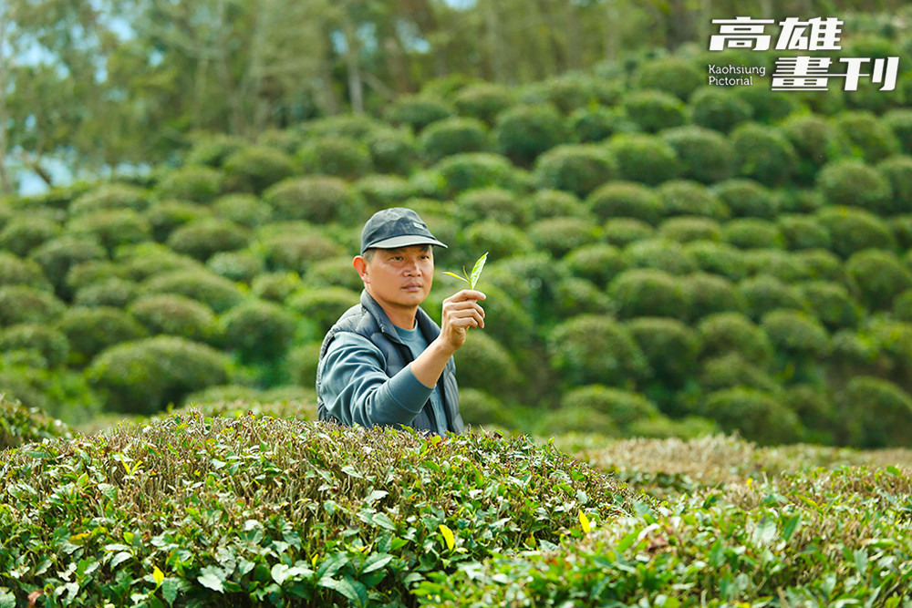 原生山茶多生長於山林深處的野生喬木，因此孕育出六龜山茶純粹而獨特的香氣。(攝影/Carter)