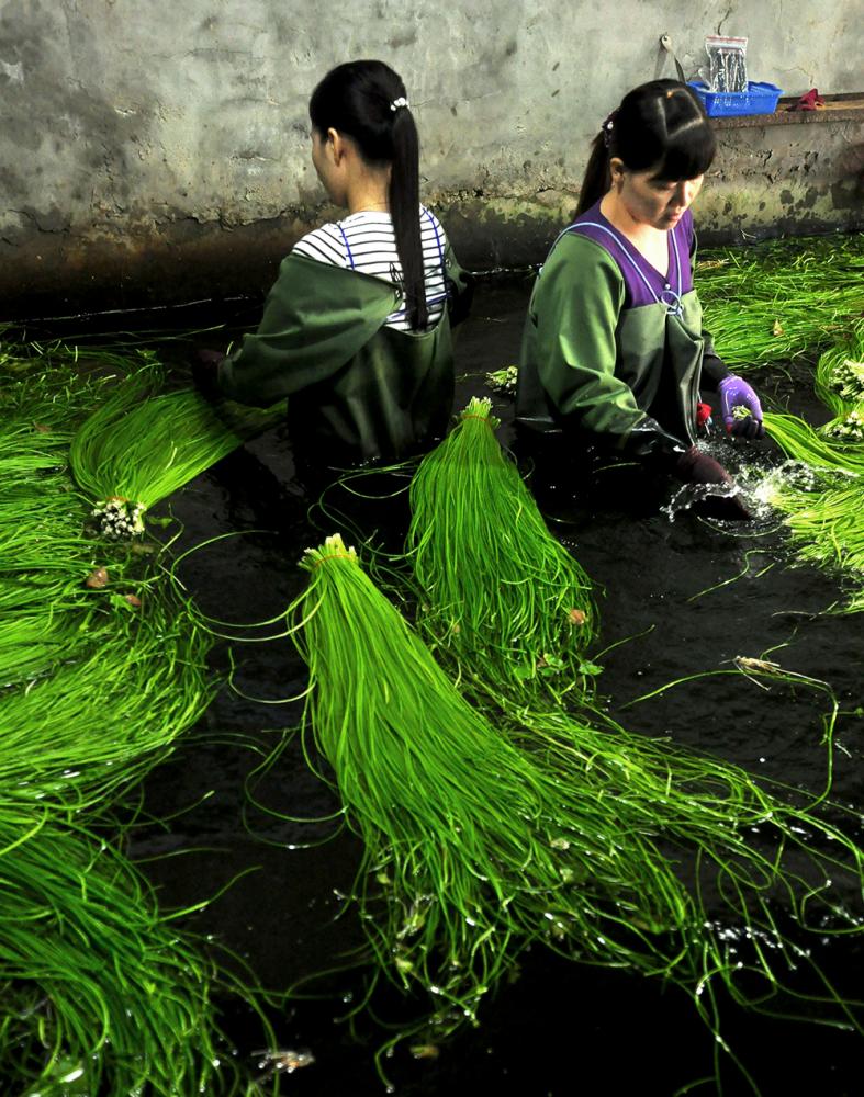 採集後的野蓮，需要人在水池中，透過水的浮力梳洗整理，過程很辛苦。（照片提供/美濃區農會）