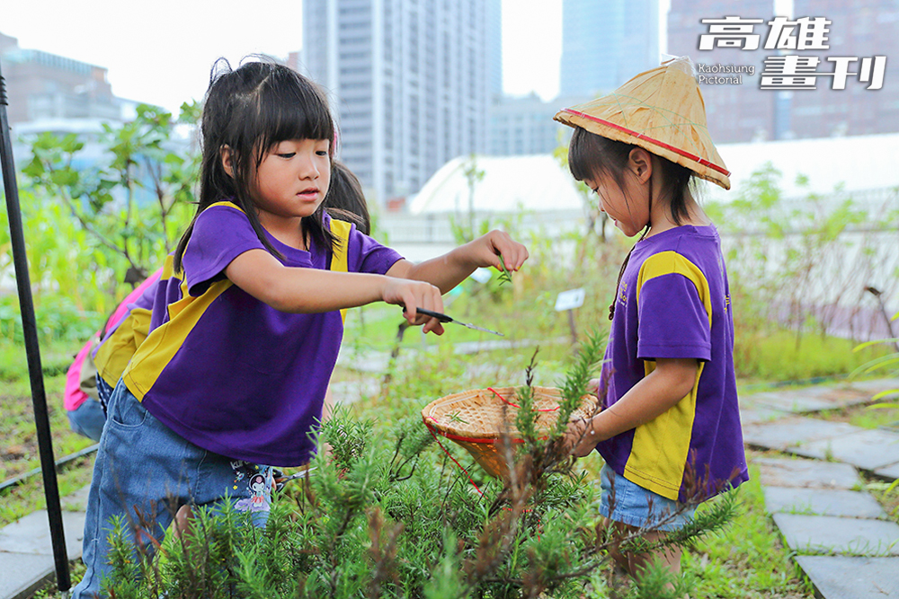 頂樓種植「可食植栽」，在老師帶領下，學童親手翻土、播種與採收。（攝影/Carter）