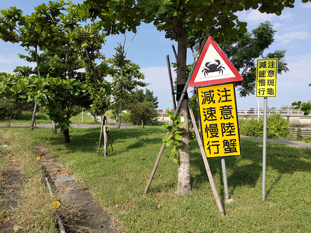 設立警示標語、舉辦淨灘活動並加強夜間巡護，邀請更多人一起守護凶狠圓軸蟹，陪伴蟹媽媽平安完成「降海釋幼」的生命旅程。（攝影/Carter）