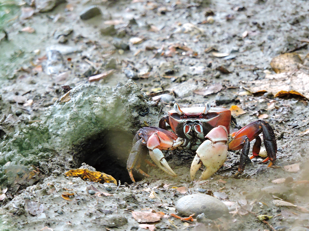 Photo courtesy of Wetlands Taiwan