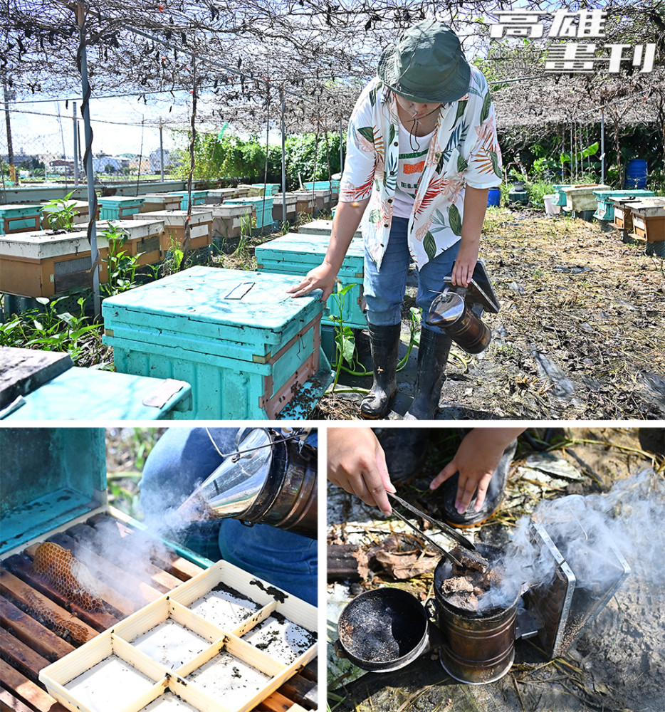 帶著噴煙器走進蜂箱之間，黃音仔細觀察蜂群狀態。（攝影/Carter）