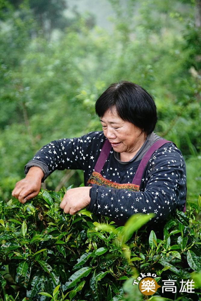 每年春季是寶山部落原生茶主要的採收季節。（攝影/曾信耀）