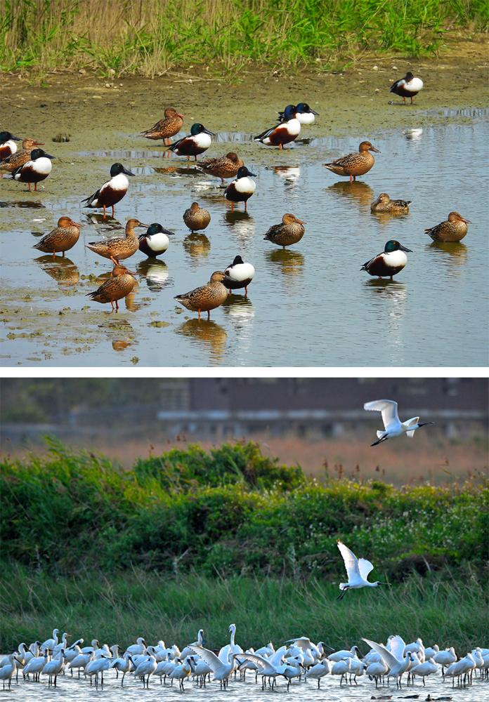 茄萣濕地有豐富的資源，水鳥、魚類和紅樹林生態皆可觀得。（圖片提供/高雄市茄萣區觀光發展協會）