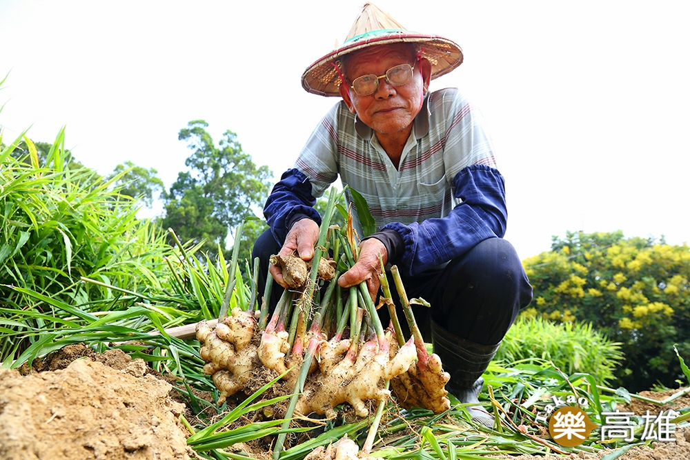 旗山、六龜、甲仙每年3、4月陸續種植生薑，以中寮無絲薑最為特殊，產量稀少卻搶手，每年白露後就進入產季。（攝影/Carter）