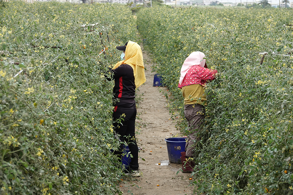路竹番茄種植面積達180公頃。（照片提供/路竹區公所）