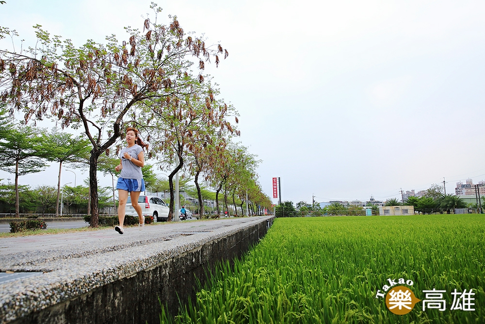 沿著捷西路、鳳東五街、環河街、萬丹路折返捷運站的大寮捷運站稻香大道慢跑路線，5公里短距離跑線輕鬆又紓壓。（攝影/Carter）