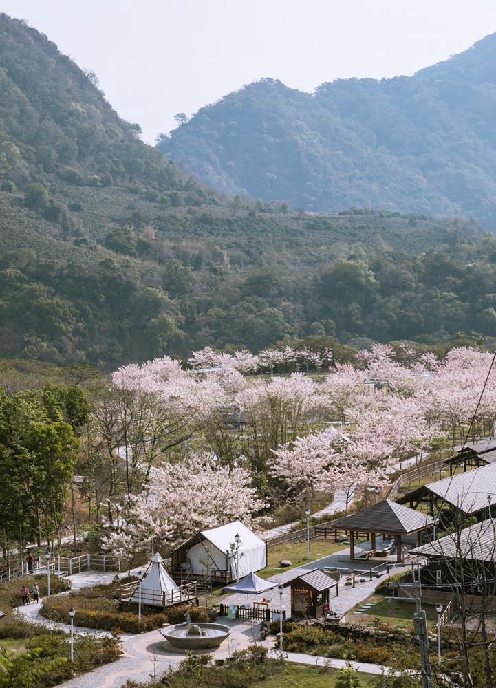 花開滿谷綠意盎然的溫泉鄉。(圖片提供/遠山望月溫泉營區)