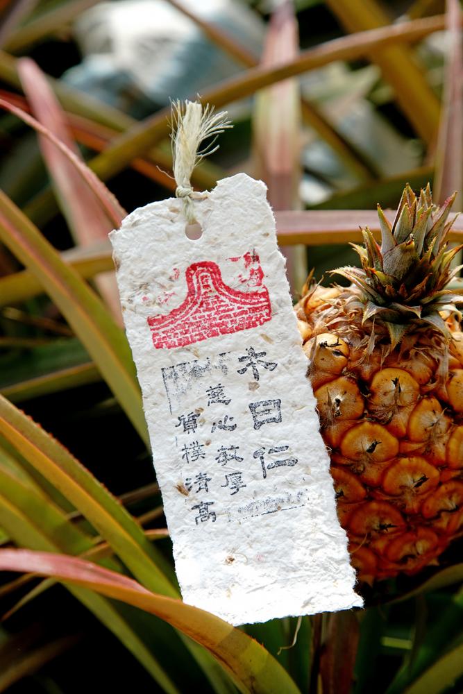 利用鳳梨纖維造紙，做成明信片、書籤。