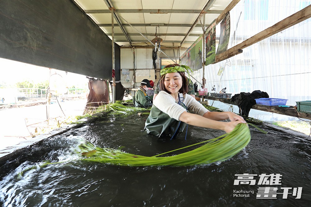 洗野蓮看似簡單，實際換上青蛙裝走進水池，才知道需要點技巧，才能甩出水中流動起舞的綠波。(攝影/Carter)