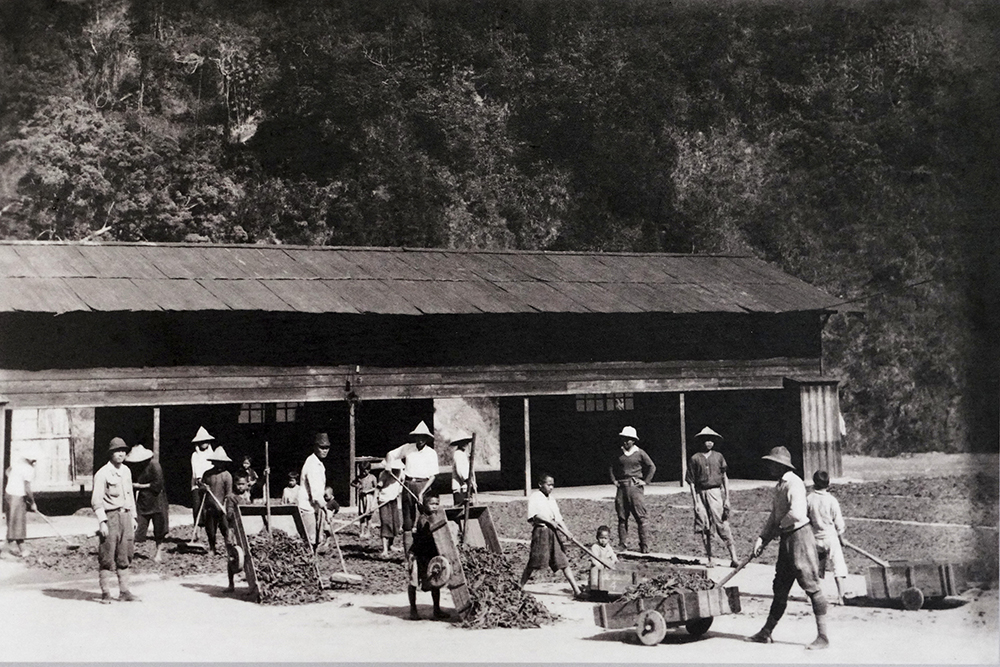 扇平曾是金雞納樹主要栽植區，山坡地闢建梯田，現今林業會館前的廣場就是早期的曬皮場。(扇平提供 Cindy Lee翻拍)