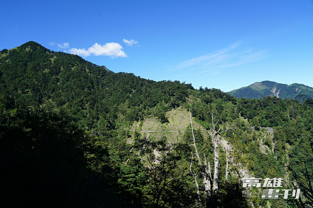 南橫公路如一條細細的腰帶，橫切過雲衫、冷杉等針葉樹遍佈的山腰。(攝影/Cindy Lee)