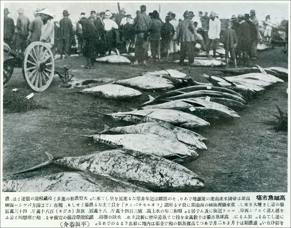 從日治時代開始，每年4到6月的黑鮪魚產季，遠洋漁船就會帶著撈捕的黑鮪魚到高雄魚市場交易。(圖片提供/高雄市立歷史博物館)