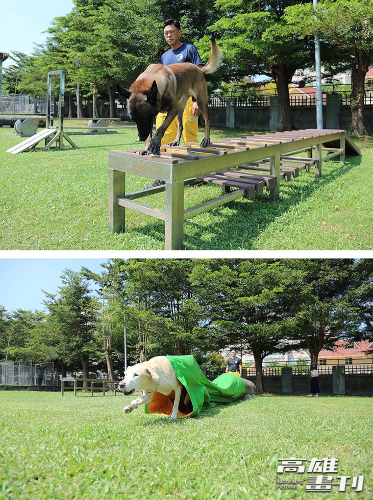 搜救犬平時進行的「服從」訓練項目包含穿越獨木橋、木梯、和隧道等模擬地形。(攝影/Carter)