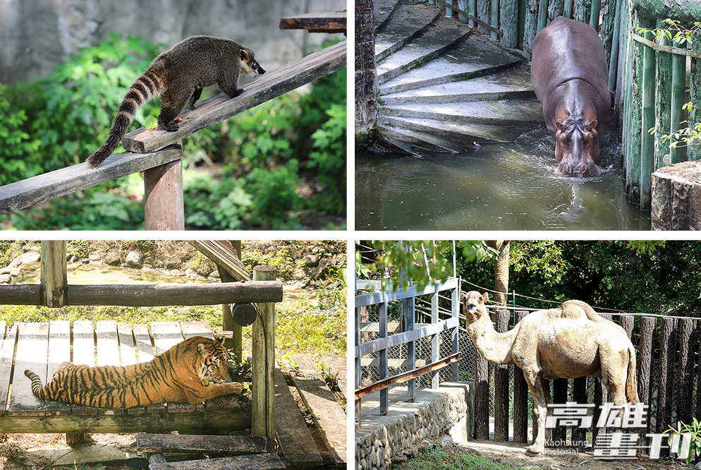 慵懶河馬、威猛獅子老虎等動物已陸續搬入新家，準備和遊客們見面。(攝影/Carter)