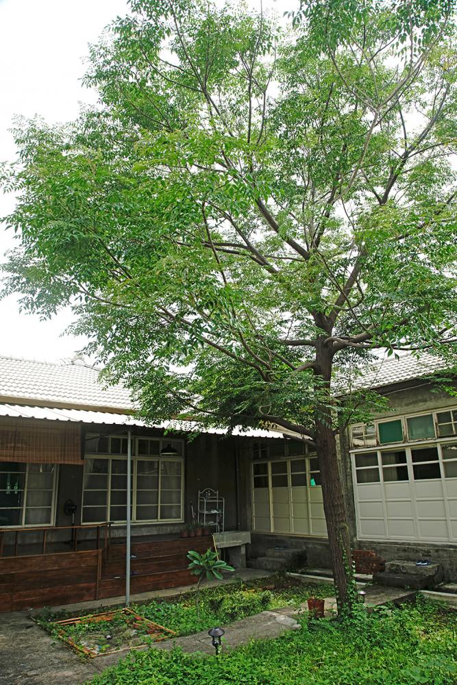 後院一棵老楝樹，惹來原住戶婆婆思念的淚水。