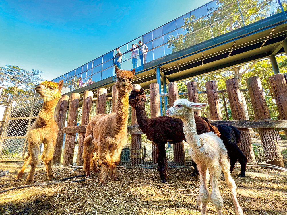Photo courtesy of Shoushan Zoo (Photo by Lin Yun-shuang)