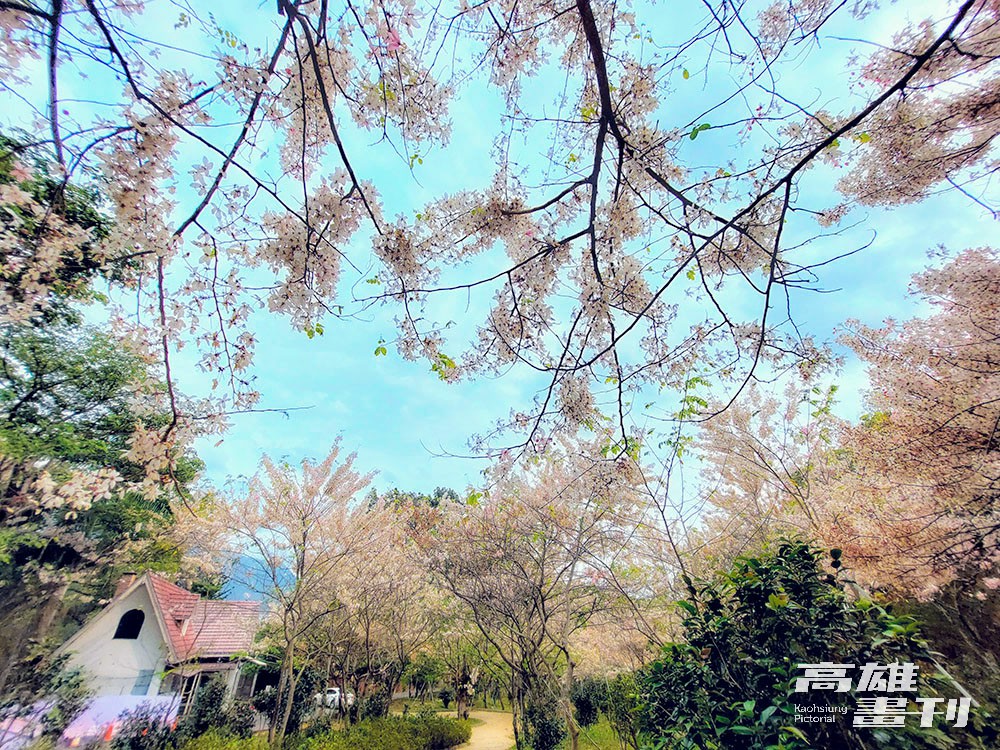 新威森林公園內每逢3~5月花旗木季節，就會染成一片浪漫的粉紅。(攝影/ Naru)