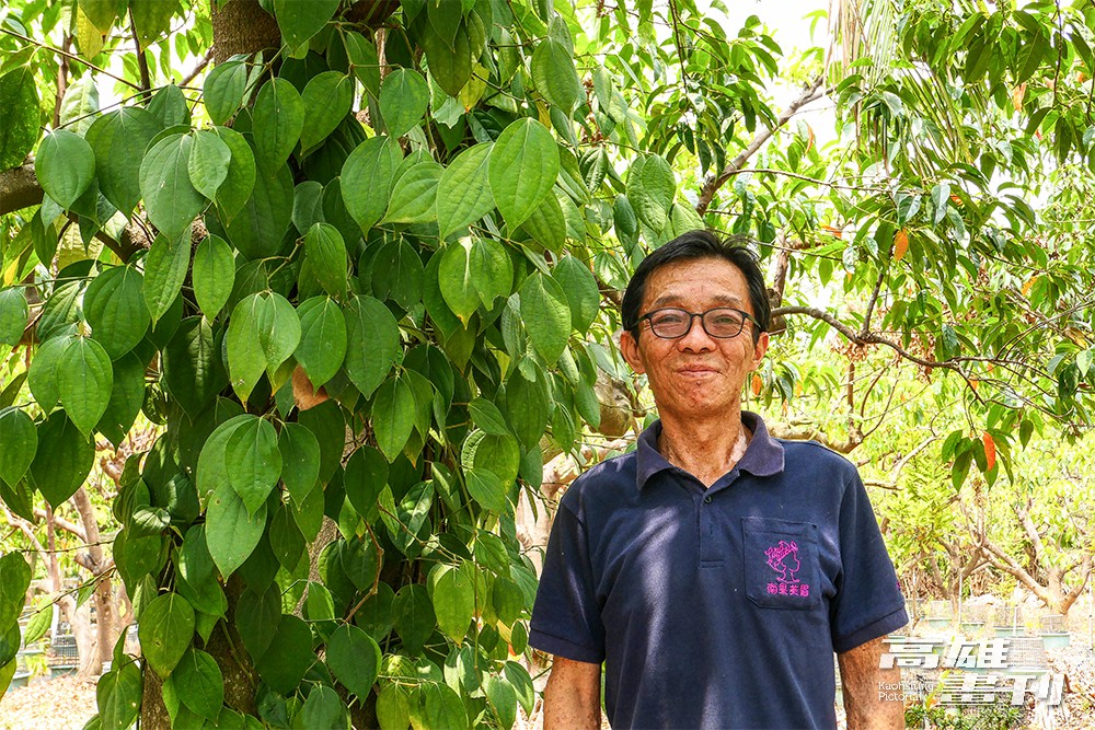 農場主人陳裕隆說，獅山胡椒園從上一代農場主人陳振山開始，在屏東農專協助下引進胡椒種植，距今超過一甲子，是臺灣規模最大的本土胡椒園。(攝影/ Naru)