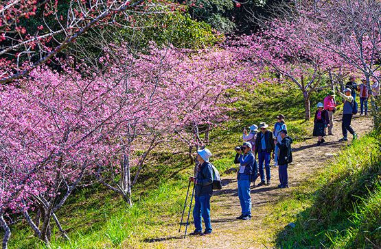 寶山櫻花季