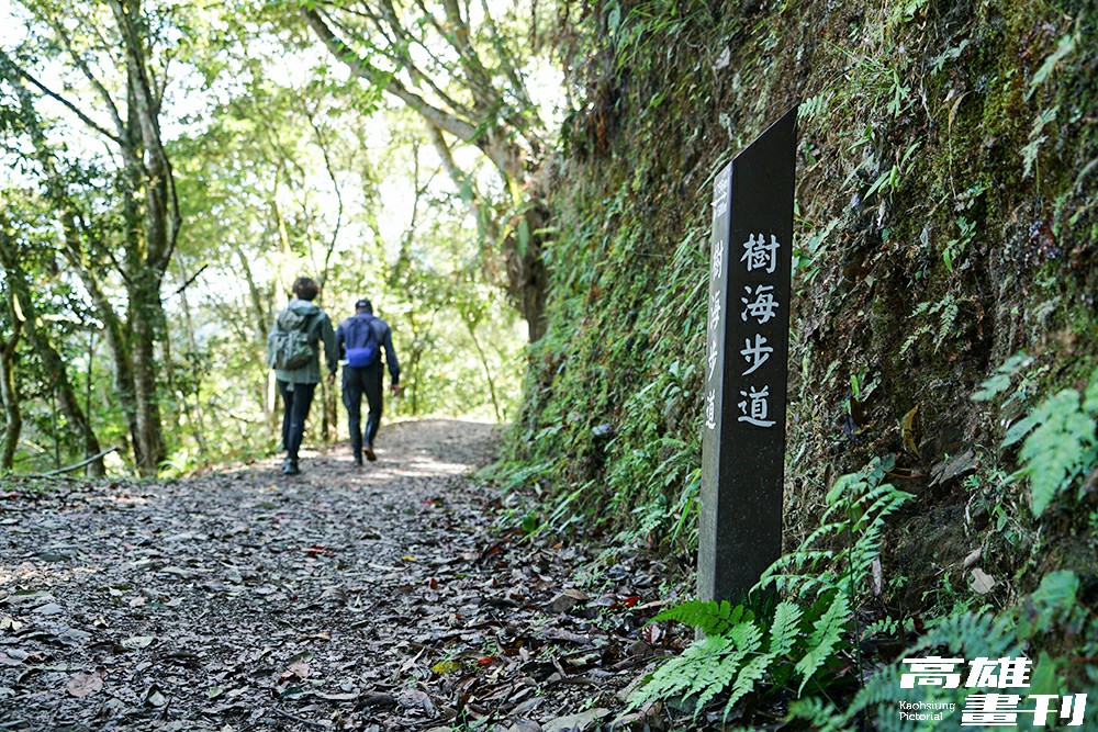 藤枝國家森林遊樂區「樹海步道」。(攝影/Cindy Lee)