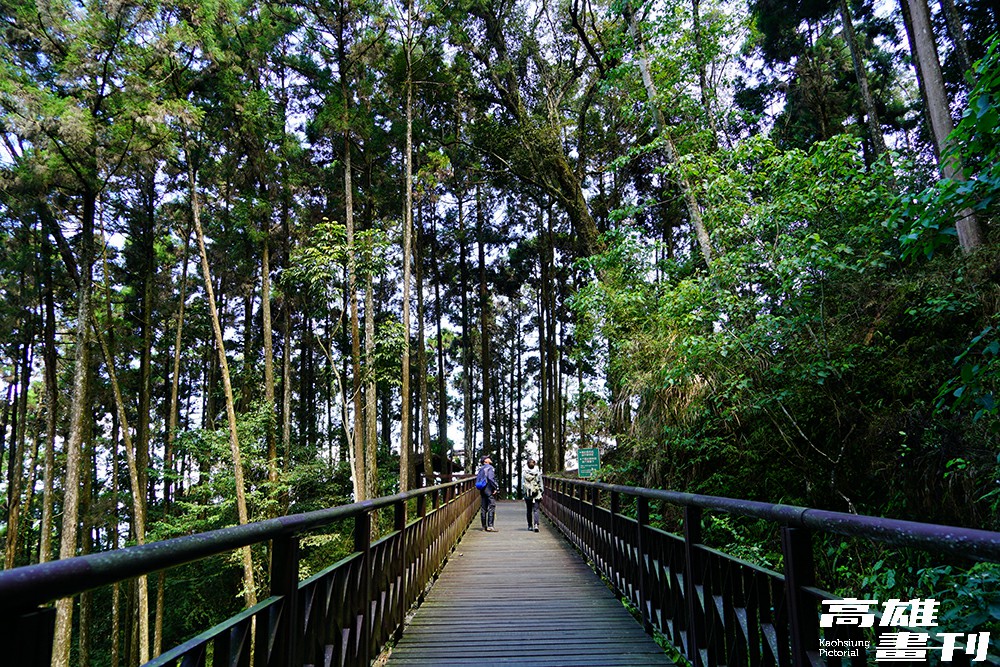 從高雄市區出發約2小時車程，即可抵達藤枝國家森林遊樂區，大口呼吸森林的沁涼清新。(攝影/Cindy Lee)
