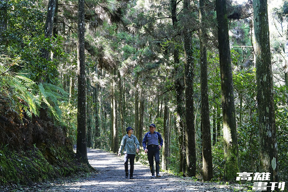 「樹海步道」寬闊平坦的碎石路兩邊，茂密柳杉組成綠色屏障。(攝影/Cindy Lee)