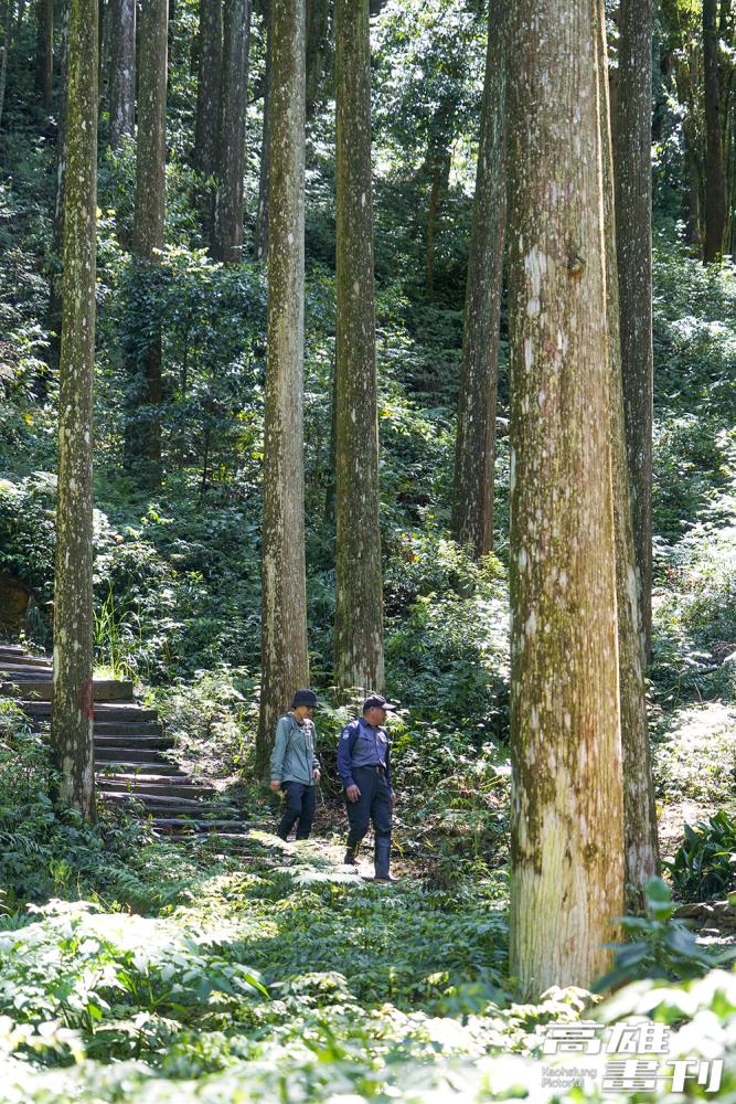 藤枝國家森林遊樂區「雲杉步道」。(攝影/Cindy Lee)