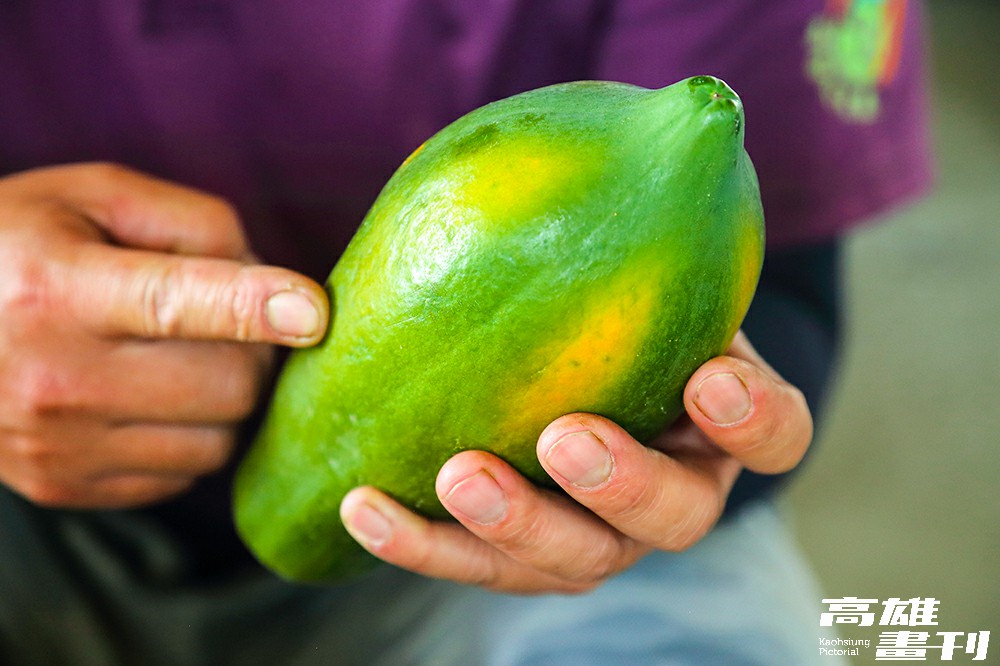 挑選好吃木瓜的秘訣，可選擇表皮呈現「五溝黃」，顏色越深代表成熟度越高、風味越佳。(攝影/Carter)