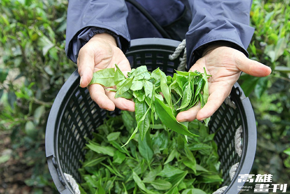 六龜山茶大多產於海拔一千公尺左右的環境，採自然農法野放種植，採收也以人工採菁。(攝影/Naru)