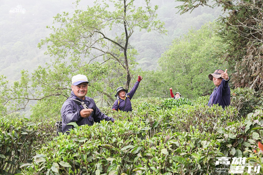 近年茶農從山林引種，將山茶種在半遮光的淺山坡地上，而六龜產的山茶多為友善耕作，與山林共存。(攝影/Naru)