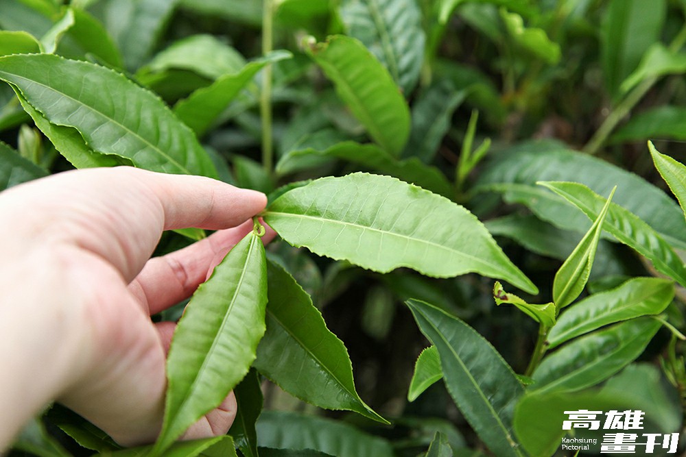 高雄六龜山區的原生山茶屬於喬木型的百年茶樹，有別於一般茶園採摘不易，產量相對稀少，也保留了山茶的野香和芳醇。(攝影/Naru)