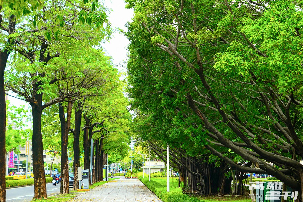 行道樹具有淨化空氣、削減噪音、美化環境以及調節城市溫度等功能，將「水」與「綠」融入高雄的都市規劃中，打造出減碳的綠質生活。(攝影/李瑰嫻)