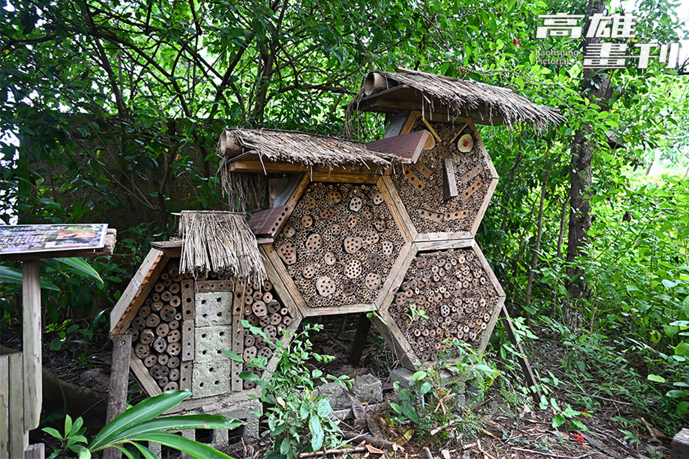除了群居的蜜蜂外，還有一類獨自生活的獨居蜂，牠們會四處尋找合適的枯枝或斷木安身立命。 (攝影/Carter)