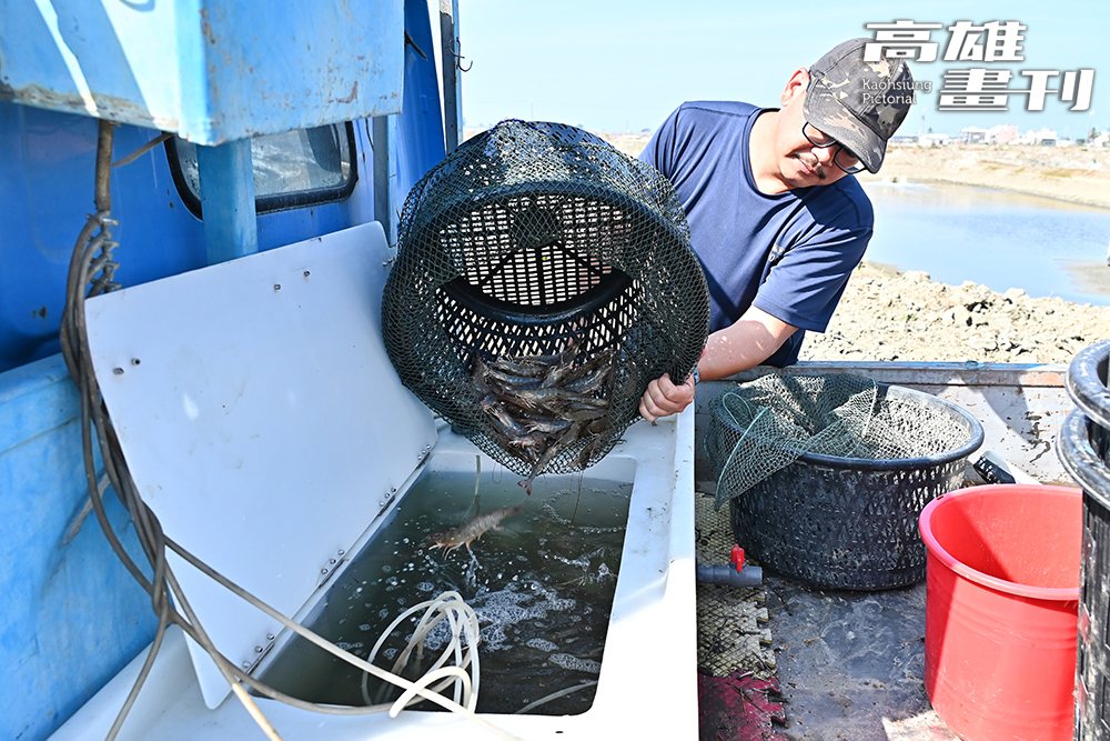 撈上岸的無垢海水生態白蝦立刻進入規格分級。(攝影/Carter)