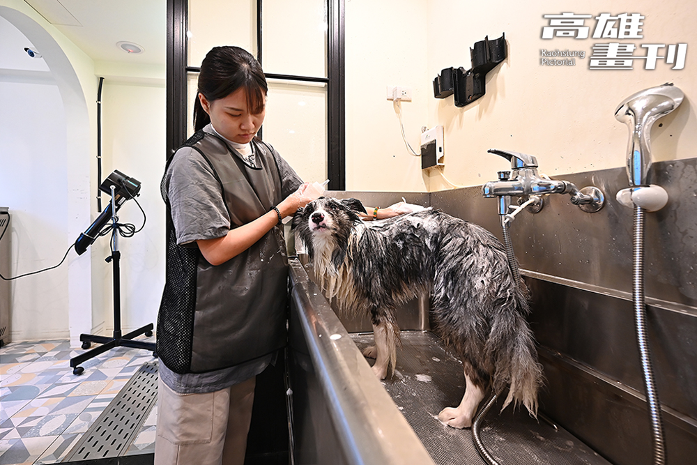 專業級寵物美容提供洗澡、基礎美容與全身剃毛服務。(攝影/Carter)