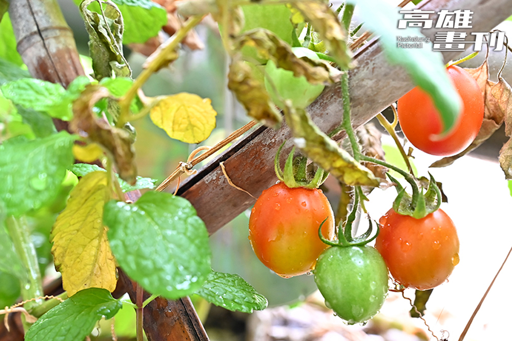 學生們隨時令種植小番茄、蘿蔔等蔬果作物，瞭解農作物生長特性。(攝影/Carter)